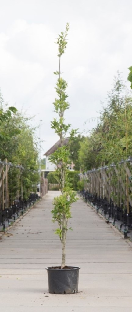 Zuil moeraseik - ‘Quercus palustris 'Green Pillar’ 200 - 300 cm totaalhoogte (6 - 10 cm stamomtrek)