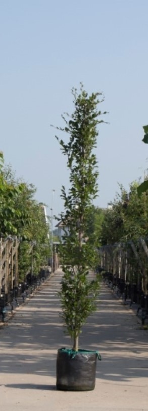 Bomenbezorgd.nl - Zuilboom - Groene zuilbeuk - 200-300 cm totaalhoogte (6-10 cm stamomtrek) - ‘Fagus sylvatica ‘Dawyck’