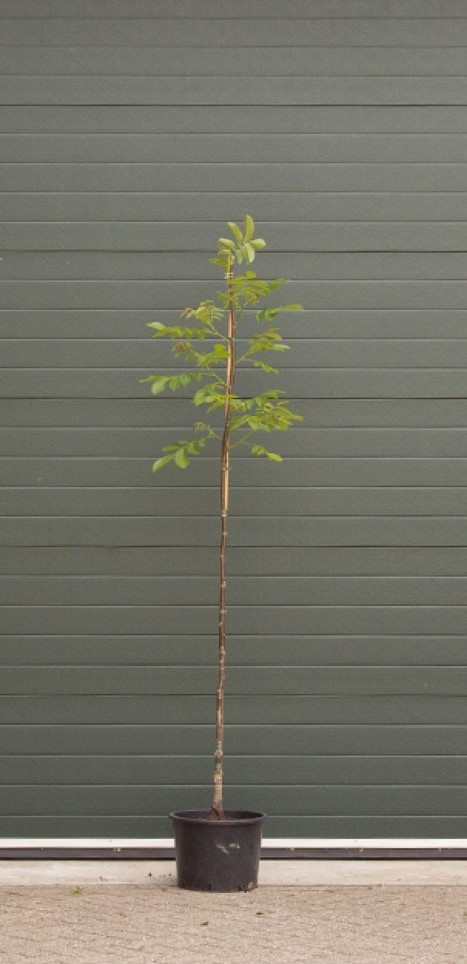 Bomenbezorgd.nl - Boom - Walnotenboom 'Lange van Lod' - 200-250 cm totaalhoogte - (2-4 cm stamomtrek) - ''Juglans regia Lange van Lod''