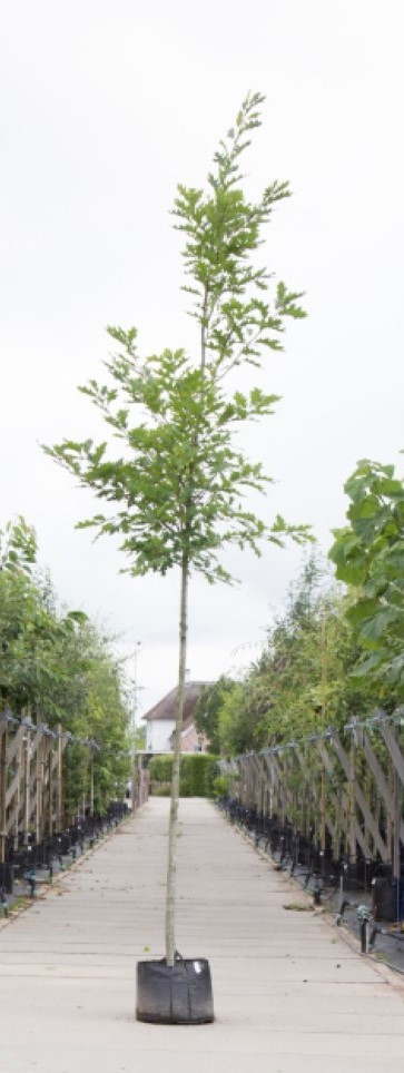 Amerikaanse Eik - ‘Quercus rubra’ 200 - 300 cm totaalhoogte (6 - 10 cm stamomtrek)