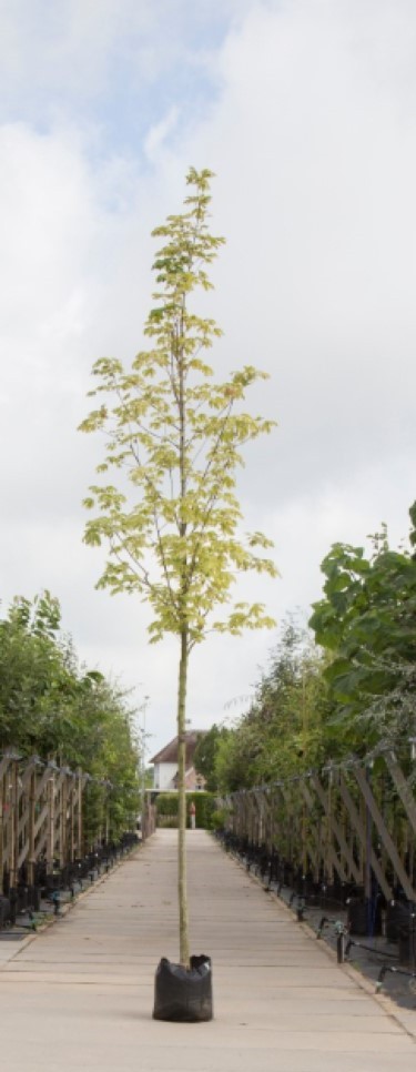 Bontbladige Noorse Esdoorn Acer pl. Drummondii h 250 cm st. omtrek 8 cm - Warentuin Natuurlijk