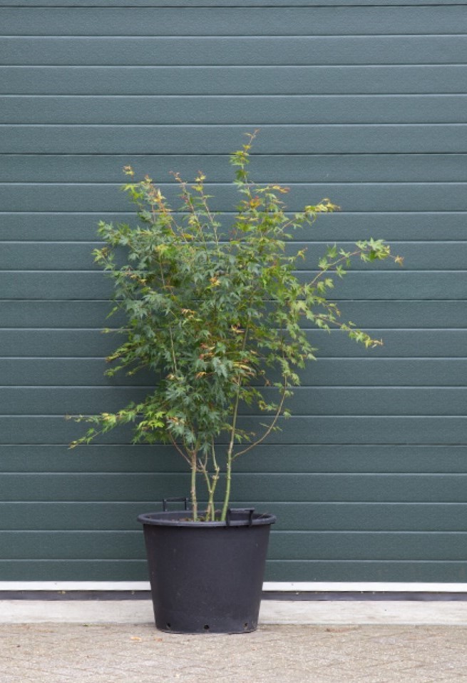 Gewone Japanse esdoorn - ‘Acer palmatum’ 200 - 250 cm totaalhoogte