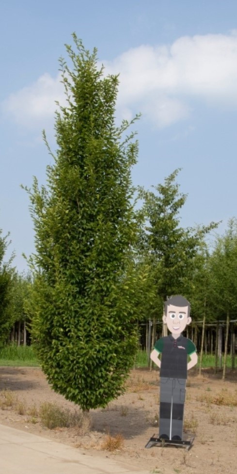 Bomenbezorgd.nl - Zuilboom - Haagbeuk laagstam volgroeid - Totaalhoogte 500-700 cm (20-25 cm stamomtrek) - ''Carpinus betulus Fastigiata''