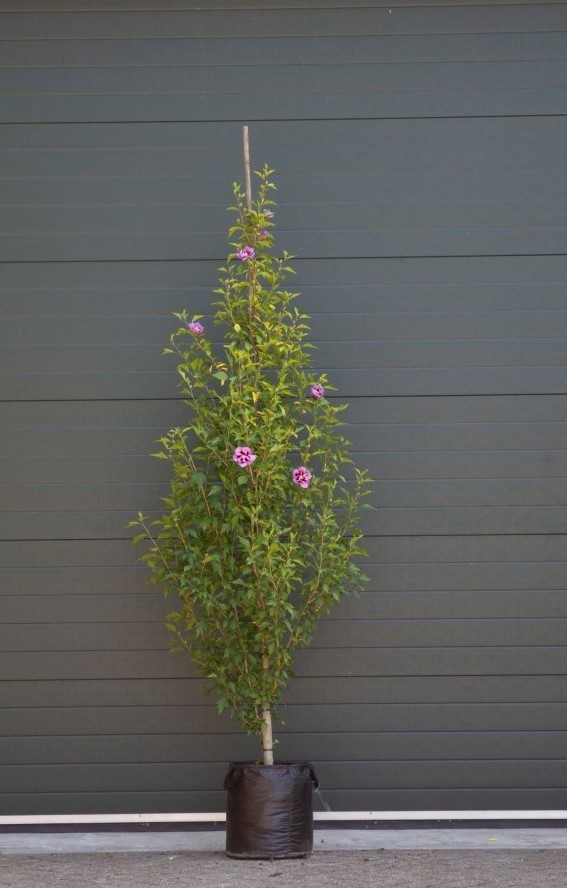 Hibiscus ‘Purple Pillar’  200 - 300 cm totaalhoogte (6 - 10 cm stamomtrek)