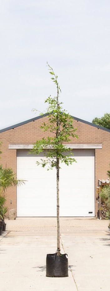 Moeraseik - ‘Quercus palustris’ 200 - 300 cm totaalhoogte (6 - 10 cm stamomtrek)