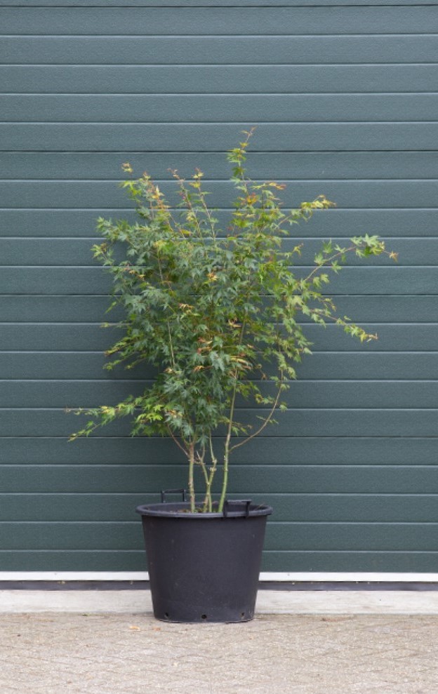 Gewone Japanse esdoorn - ‘Acer palmatum’ 175 - 200 cm totaalhoogte
