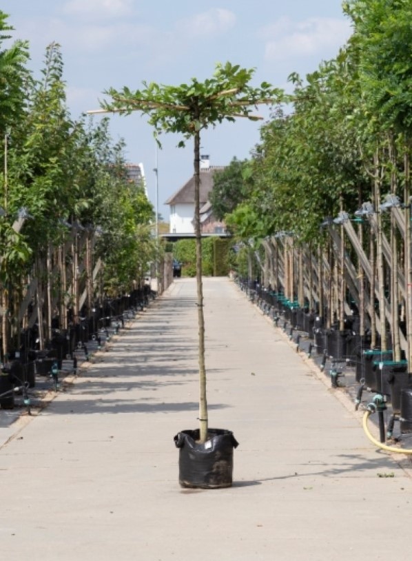 Bomenbezorgd.nl - Dakboom - Haagbeuk kruisdak - 200 cm stamhoogte (10-14 cm stamomtrek) - ''Carpinus betulus''