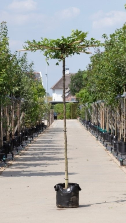 Bomenbezorgd.nl - Dakboom - Haagbeuk kruisdak - 220 cm stamhoogte (10-14 cm stamomtrek) - 220-240 cm totaalhoogte - ''Carpinus betulus''