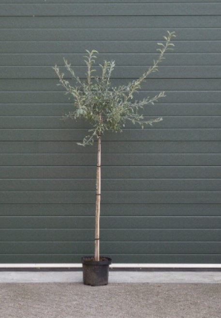 Bomenbezorgd.nl - Boom - Wilgbladige treur sierpeer - Totaalhoogte 140-160 cm - (4-8 cm Stamomtrek) - Stamhoogte 120 cm - ''Pyrus salicifolia Pendula''