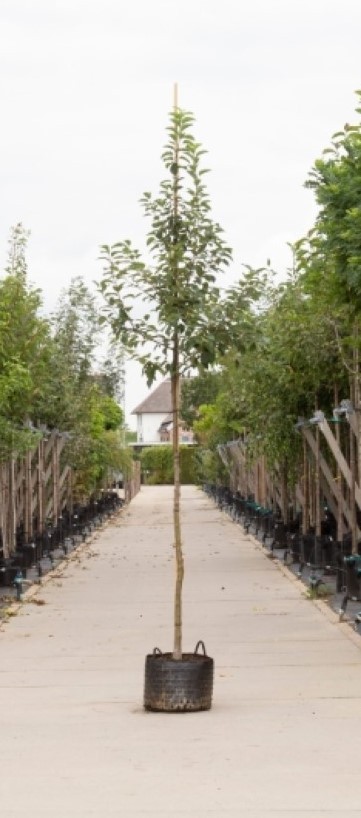 Sierappel evereste Malus Evereste h 350 cm st. omtrek 12 cm