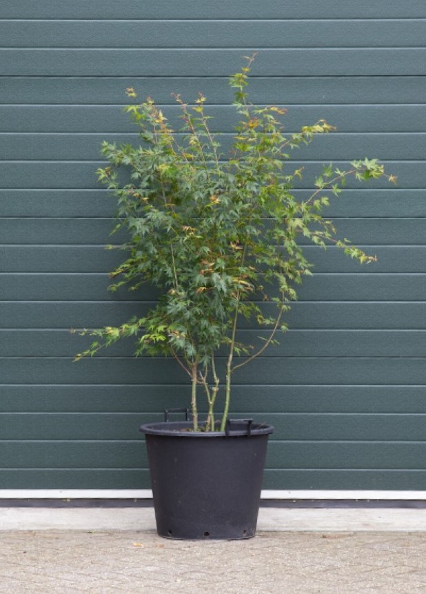 Gewone Japanse esdoorn Acer palmatum h 162,5 cm - Warentuin Natuurlijk