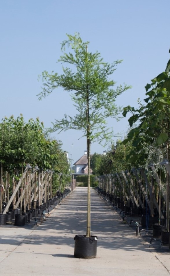 Honingboom Sophora japonica h 350 cm st. omtrek 12 cm