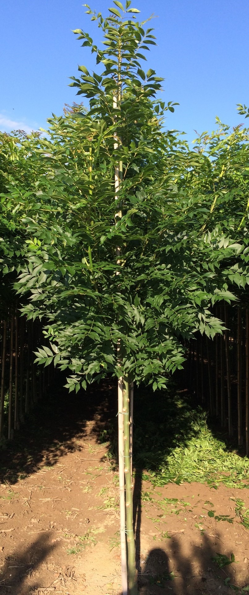 Gewone es Fraxinus ex. Westhofs Glorie h 350 cm st. omtrek 12 cm Gewone es Fraxinus ex. Westhofs Glorie h 350 cm st. omtrek 12 cm