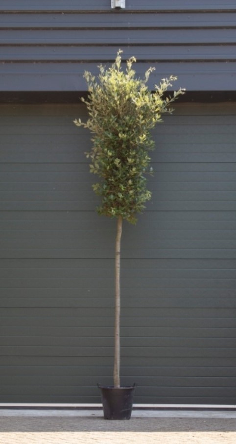 Steeneik Quercus ilex h 400 cm st. omtrek 19 cm st. h 200 cm