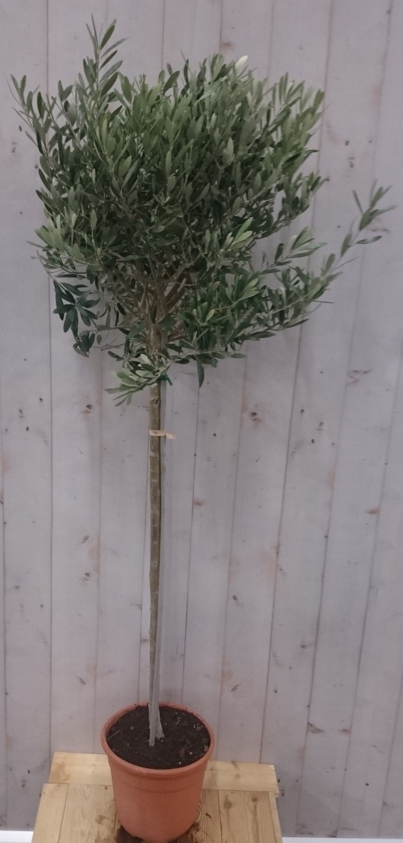 Olijfboom Olea stamhoogte 70 cm en boomhoogte140 cm - Warentuin Natuurlijk