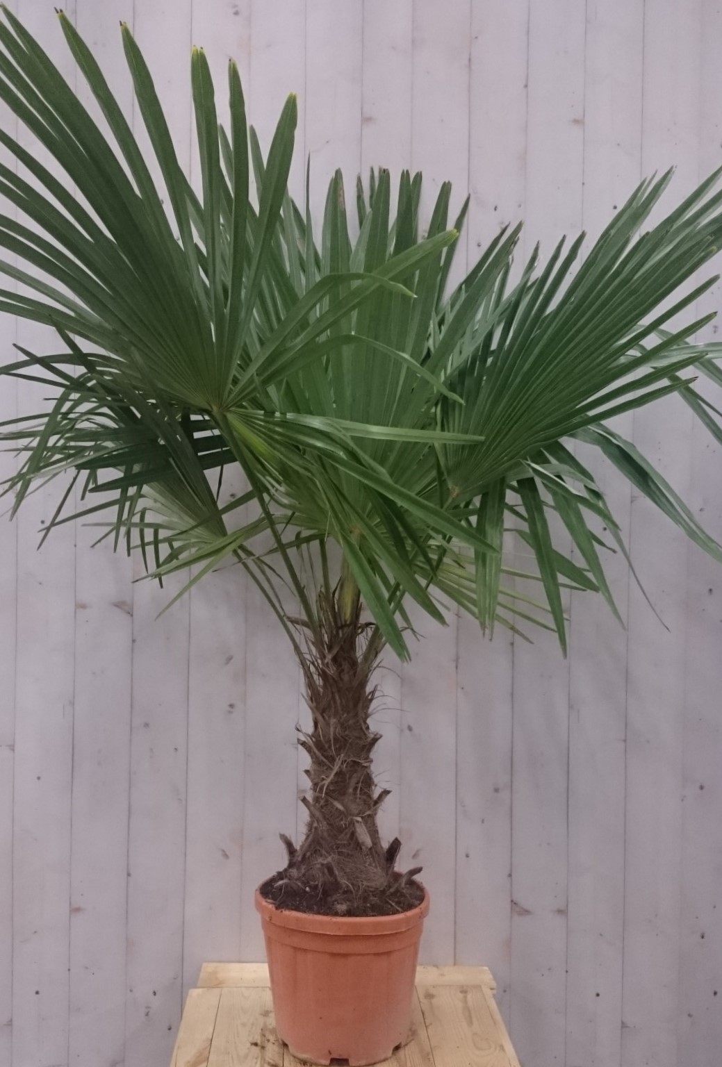 Winterharde Palmboom stamhoogte 30 cm en hoogte 150 cm Warentuin Natuurlijk