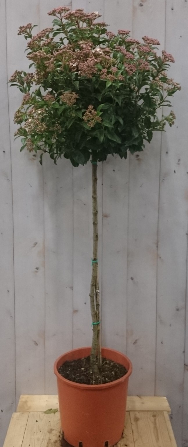 Viburnum Tinus stamhoogte 70 cm en hoogte 150 cm Warentuin Natuurlijk