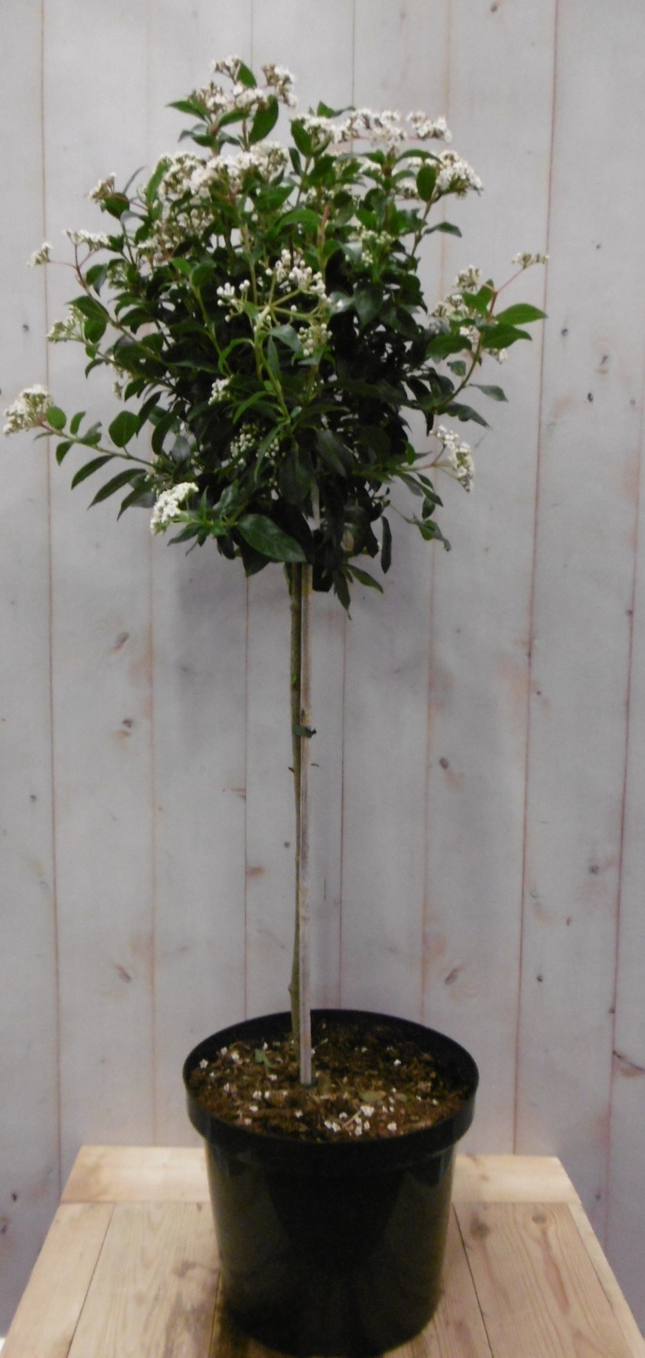 Viburnum Tinus stamhoogte 50 cm en hoogte 100 cm wit Warentuin Natuurlijk