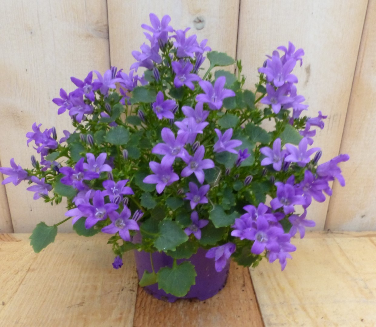 Warentuin Natuurlijk 2 stuks! Campanula trompet bloem blauw