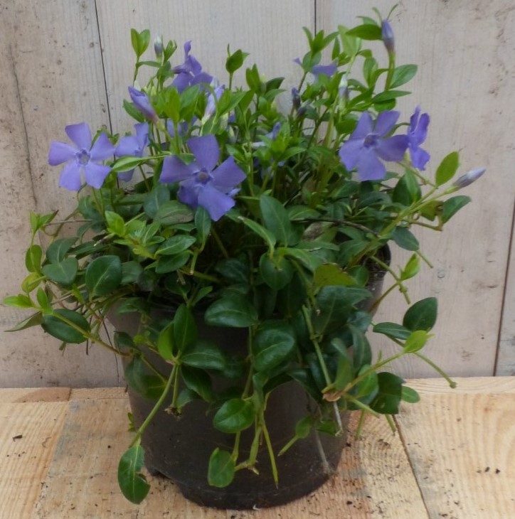 https://www.warentuin.nl/media/catalog/product/3/_/3_stuks_vinca_minor_blauw_warentuin_natuurlijk_1__39f3.jpg