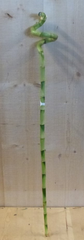 Kerstgroen Groene bamboe tak tak decoratie - Warentuin Natuurlijk