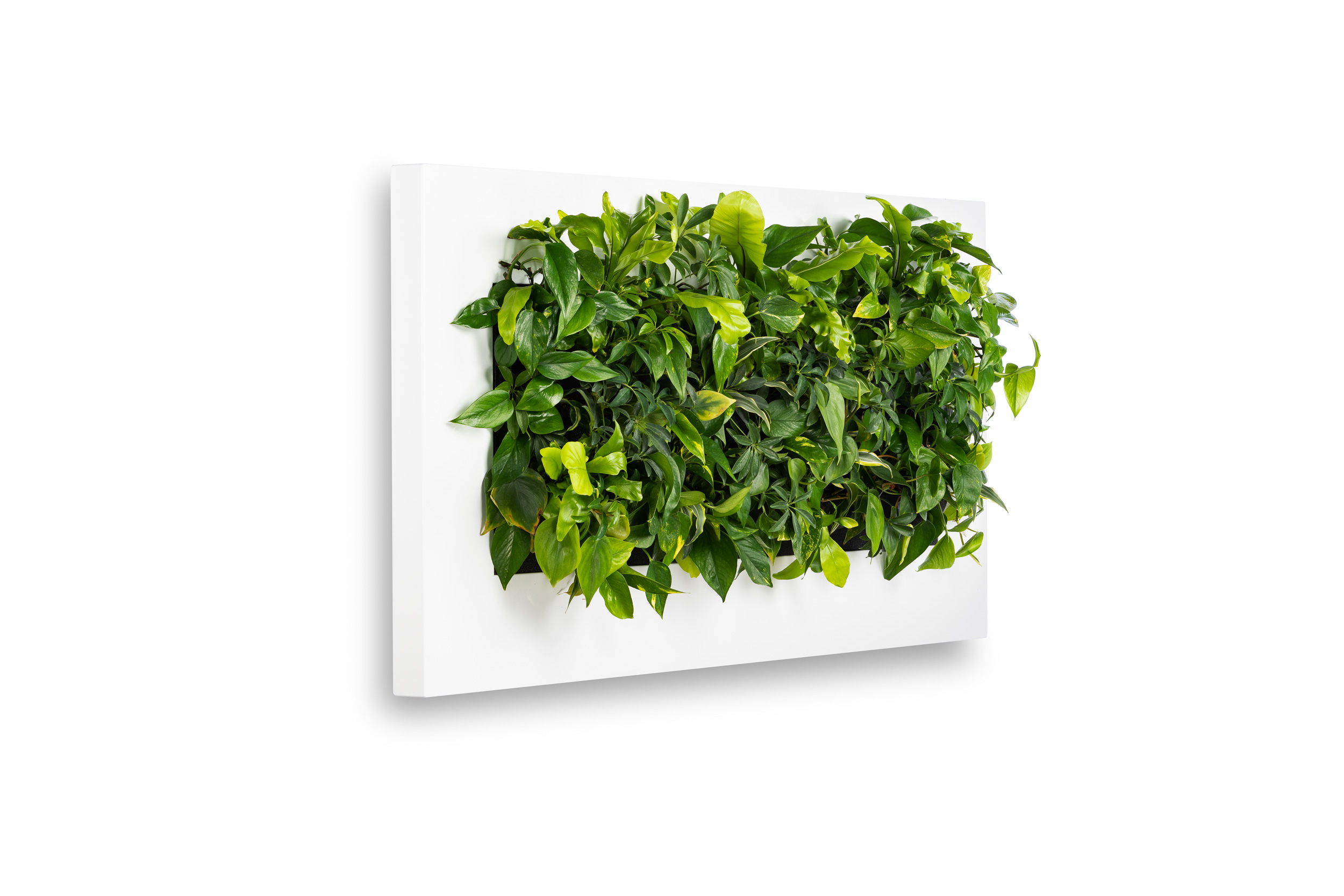 Levende Plantenschilderij LivePicture 3 Wit 152 x 72 x 7 cm incl. planten - Mobilane