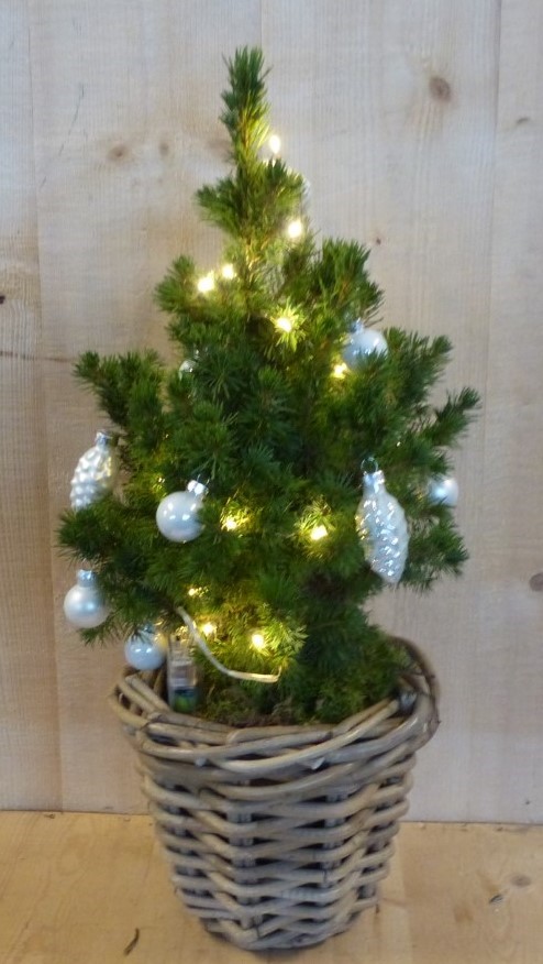 Echte kerstboomje 40 cm in mand met verlichting zilver - Warentuin Natuurlijk