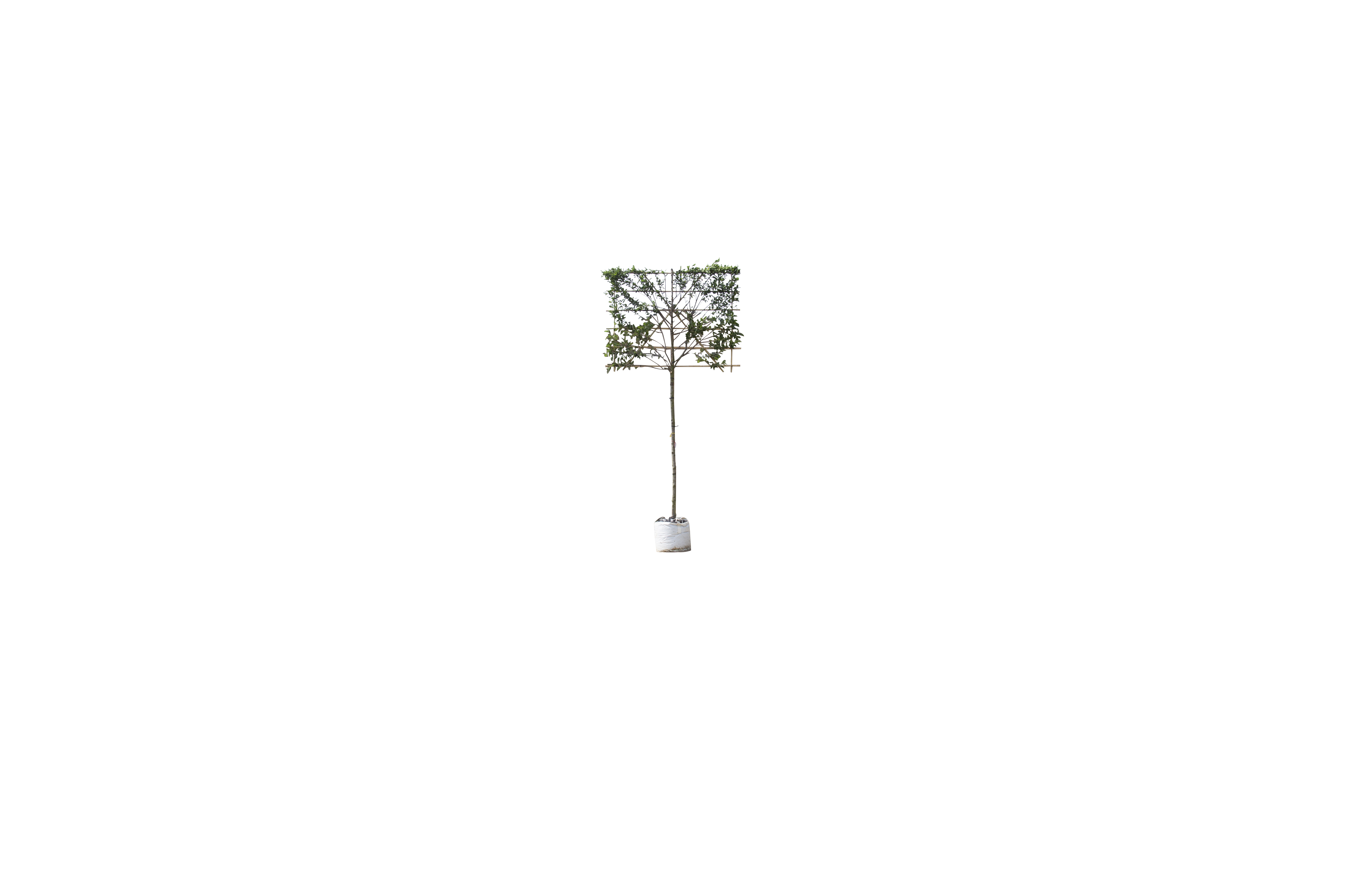 Krentenboom leiboom 150 cm Amelanchier lamarckii 270 cm - Warentuin Natuurlijk