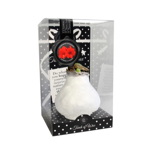 Bloembol Rode Amaryllis Wax kaarsvet Velvet Fluweel Wit cadeauverpakking 'Zwart Karton' Kebol Warentuin Natuurlijk