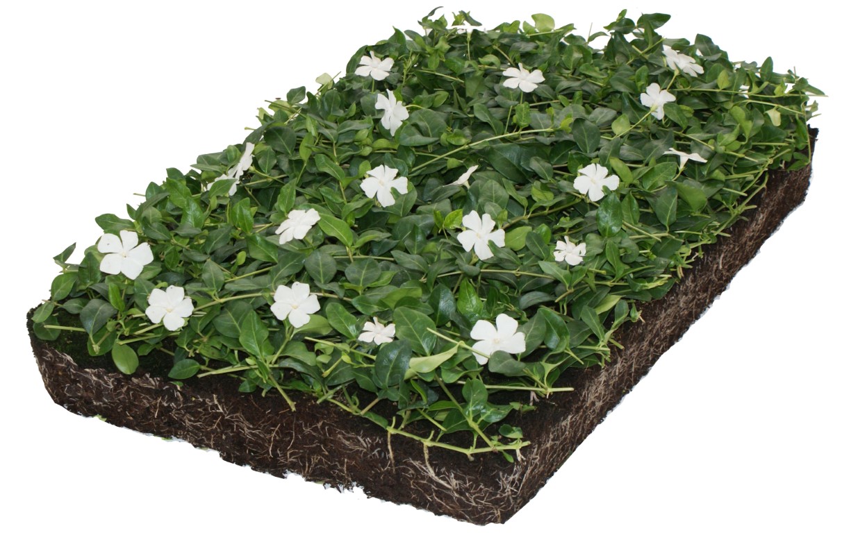 Plantenmat vasteplanten maagdenpalm Vinca Alba prijs per 1m2 cm Covergreen - Covergreen