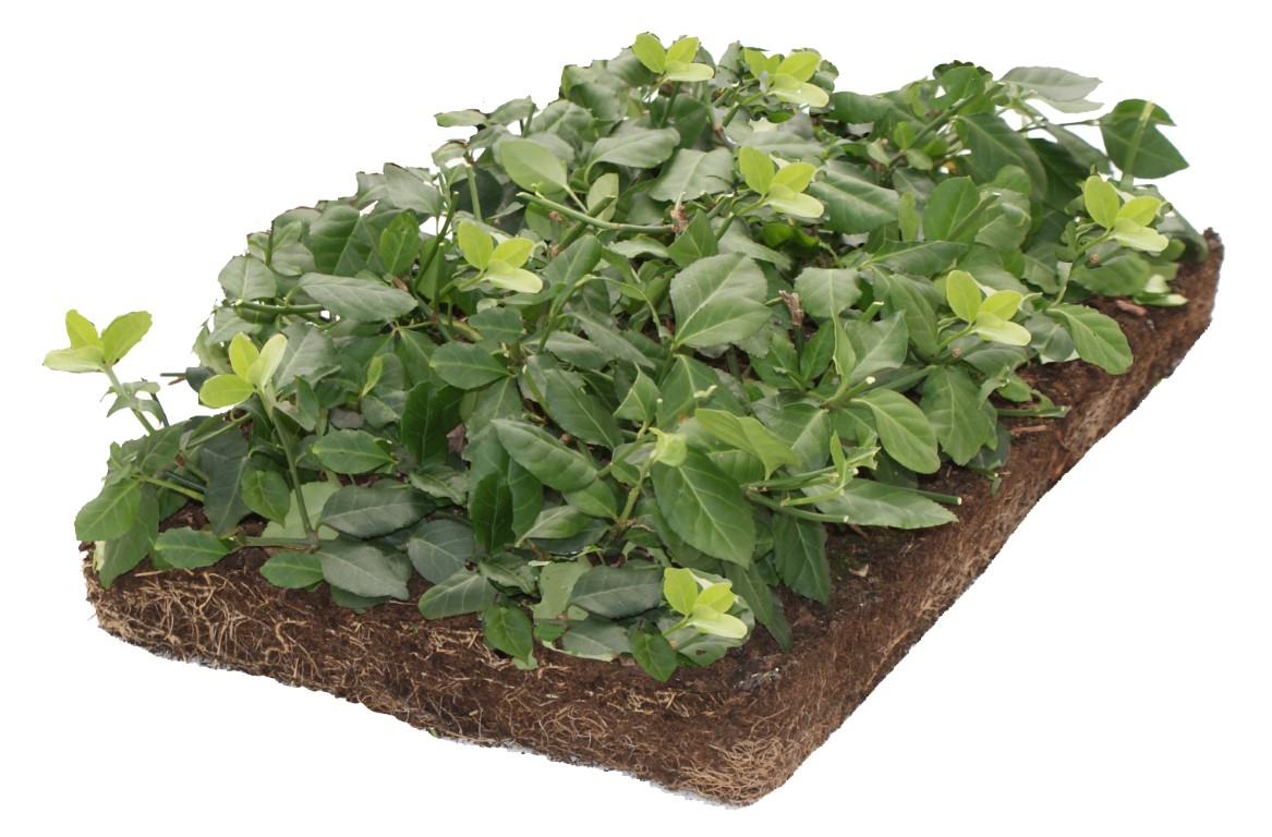 Plantenmat vasteplanten Euonymus Kardinaalsmuts prijs per 1m2 cm Covergreen - Covergreen