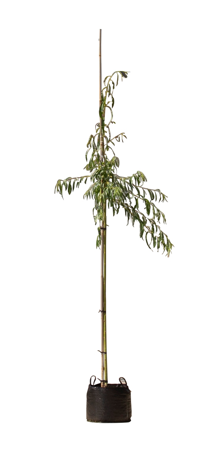 2 stuks! Treurwilg Salix sepulcralis Chrysocoma h 250 cm st. omtrek 8 cm st. h 170 cm boom - Warentu
