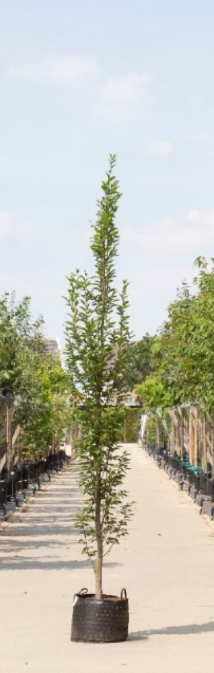 2 stuks! Zuil haagbeuk laagstam Carpinus betulus Fastigiata h 250 cm st. h 30 cm boom - Warentuin Na