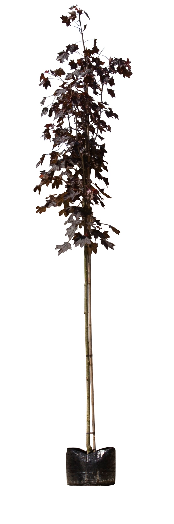 2 stuks! Roodbladige Noorse esdoorn Acer pl. Royal Red h 250 cm st. omtrek 8 cm boom - Warentuin Nat