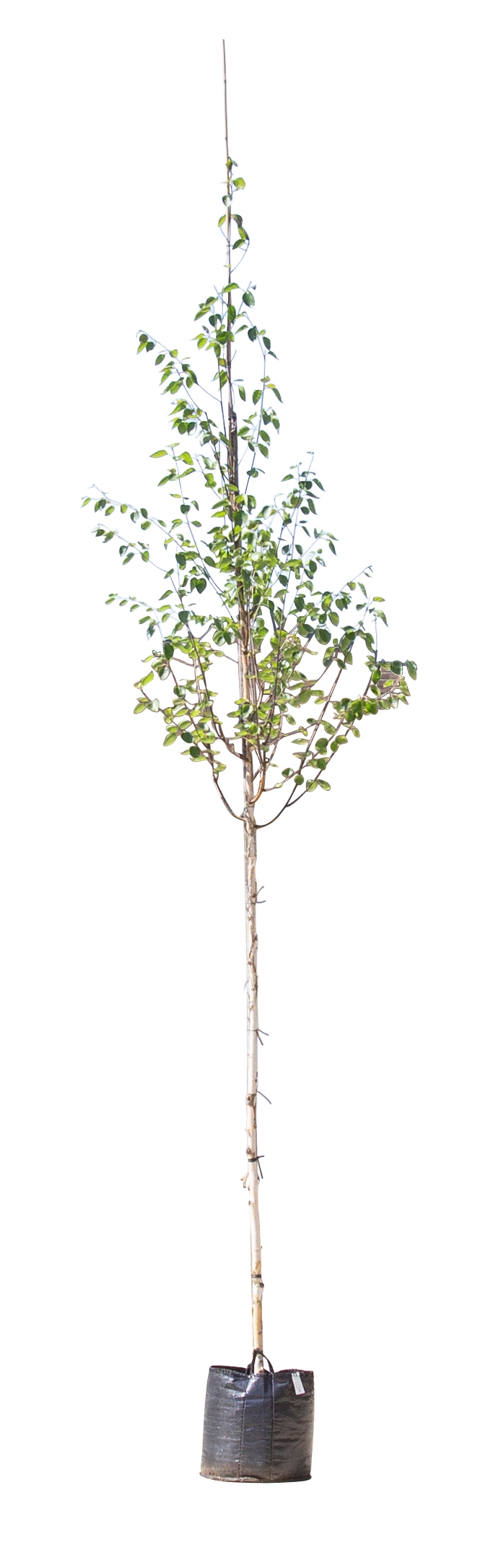 2 stuks! Witte himalaya berk Betula ut. jacquemontii h 250 cm st. omtrek 8 cm boom - Warentuin Natuu