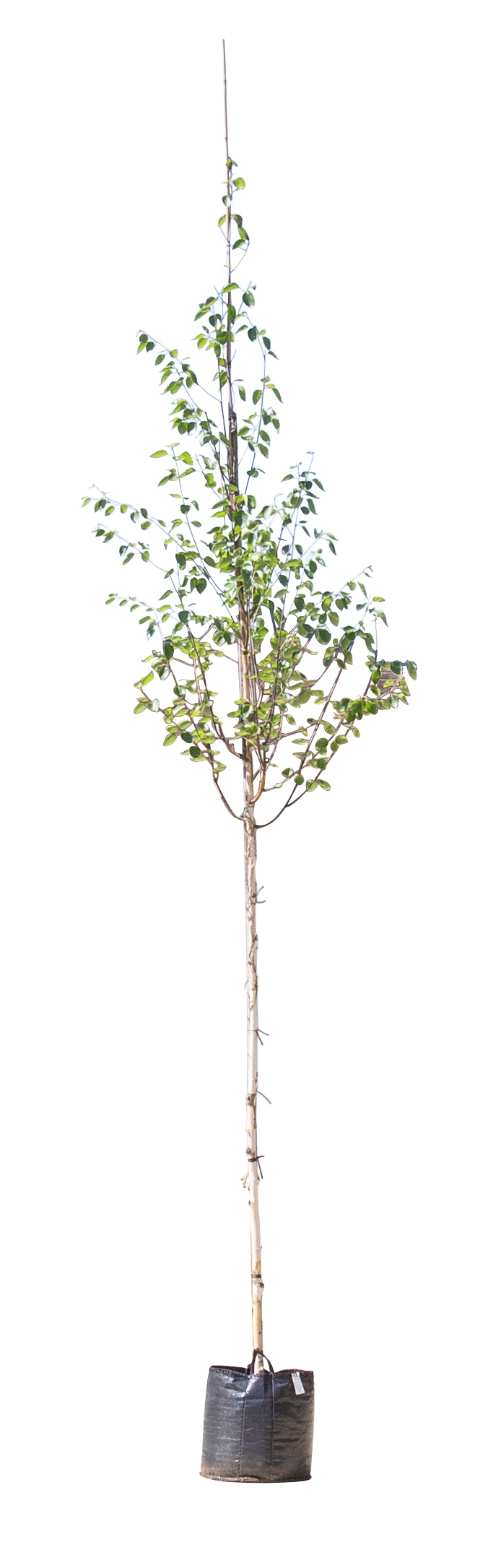 2 stuks! Witte himalaya berk Betula ut. jacquemontii h 250 cm st. o...