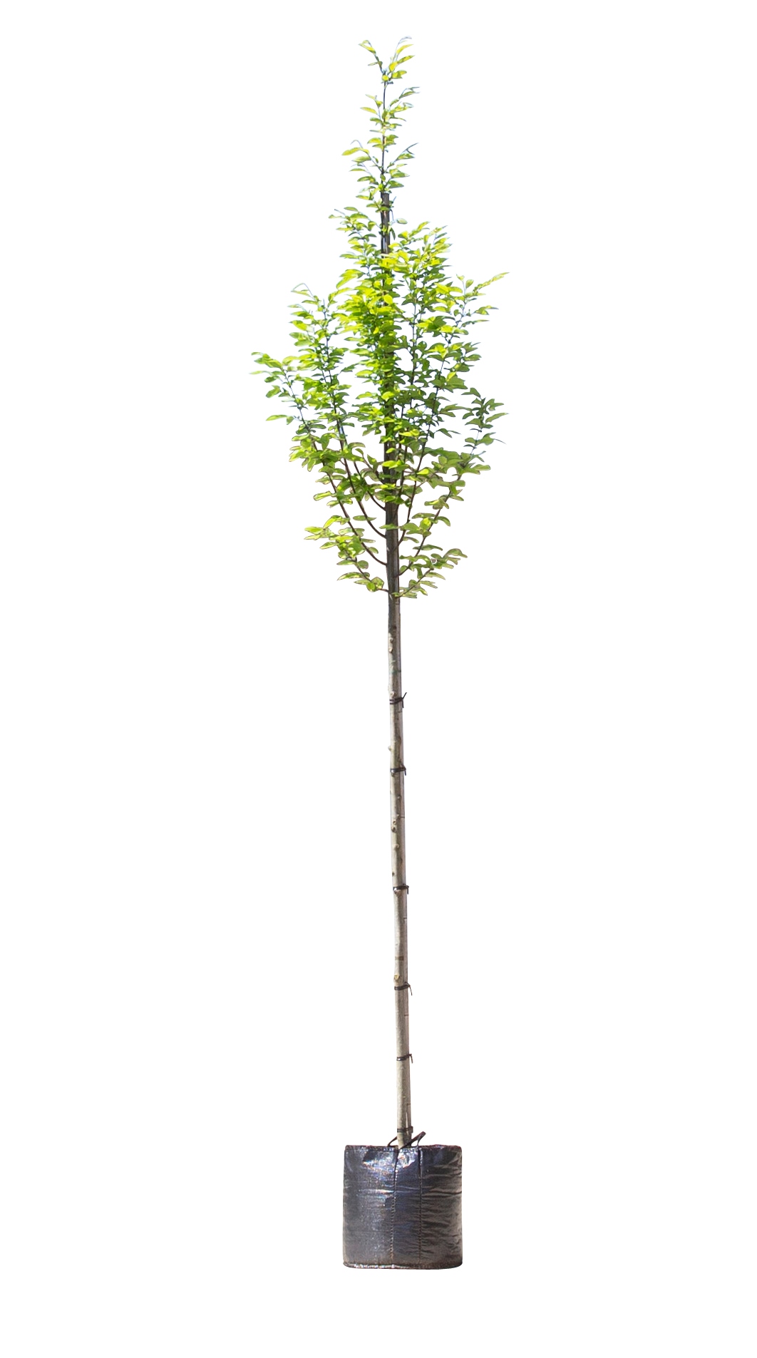Zuil haagbeuk Carpinus betulus Fastigiata h 250 cm st. omtrek 8 cm st. h 170 cm - Warentuin Natuurli