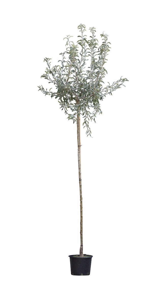 2 stuks! Wilgbladige treur sierpeer Pyrus salicifolia Pendula h 250 cm st. omtrek 8 cm st. h 220 cm 