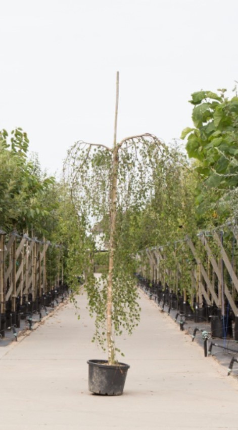 2 stuks! Prieelberk Betula pendula Youngii h 210 cm st. omtrek 8 cm st. h 180 cm boom Warentuin Natuurlijk