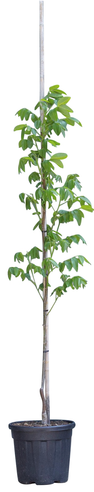2 stuks! Walnotenboom Lange van Lod Juglans regia Lange van Lod h 162,5 cm st. omtrek 2 cm boom - Wa