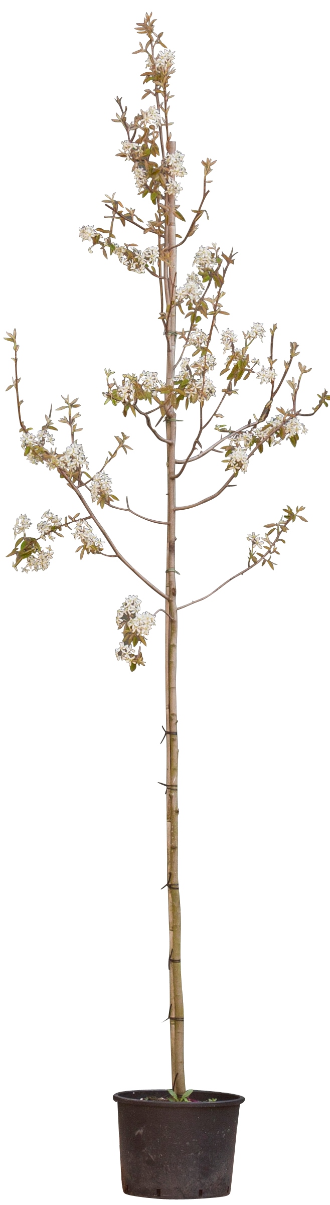 2 stuks! Gewone krentenboom Amelanchier lamarckii h 250 cm st. omtr...