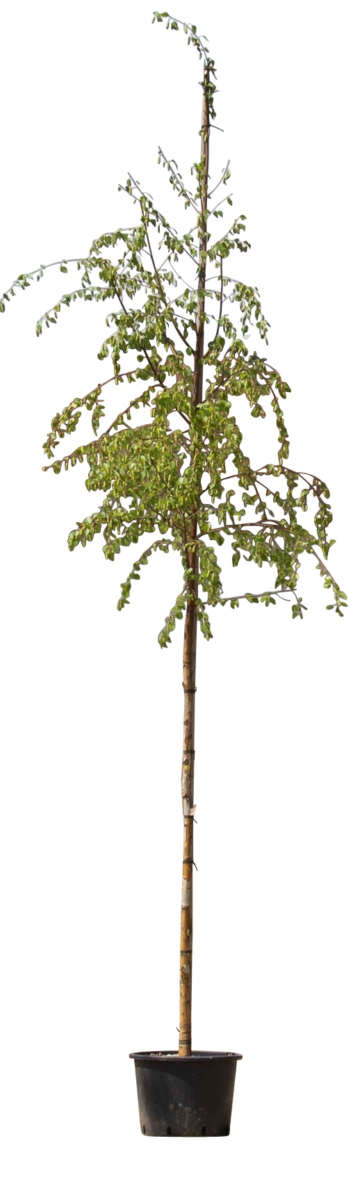 2 stuks! Ruwe berk Betula pendula h 250 cm st. omtrek 8 cm boom - Warentuin Natuurlijk