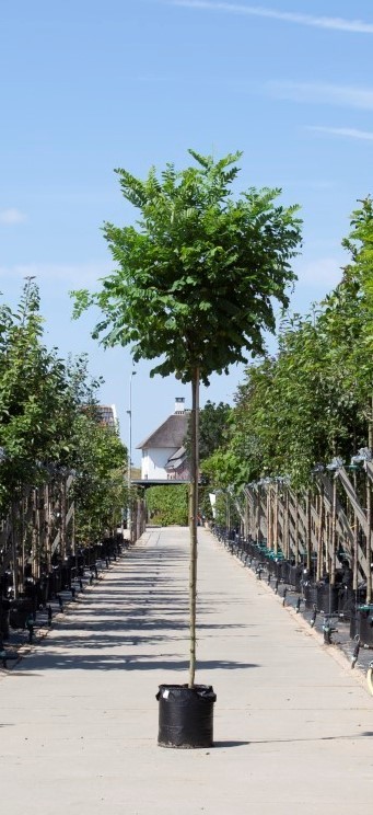 https://www.warentuin.nl/media/catalog/product/D/R/DROP8719992876419_warentuin_natuurlijk_boom_bol_acacia_robinia_ps_umbr_6746.jpg