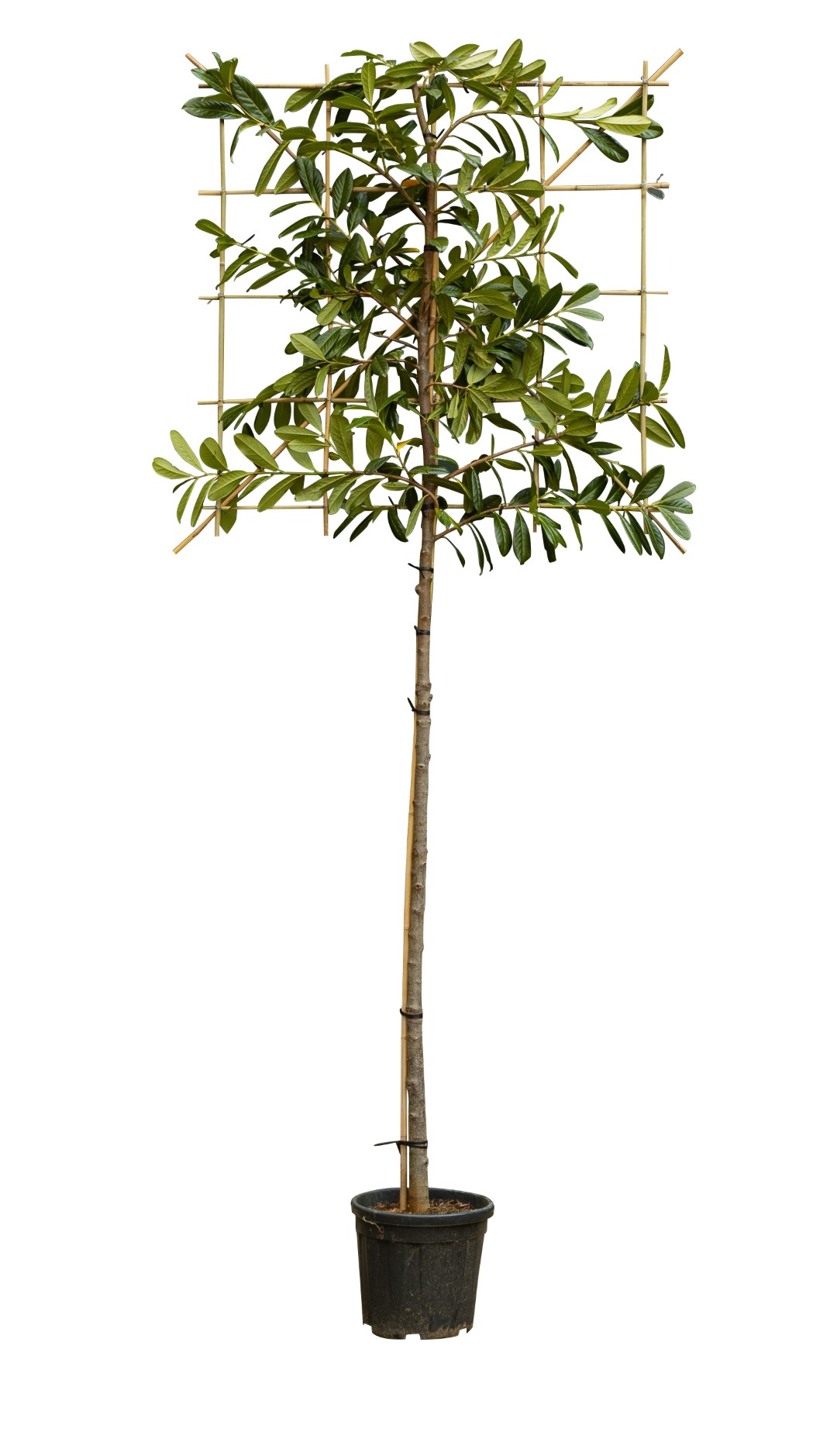 Laurierkers als leiboom Prunus laurocerasus Caucasica h 300 cm st. omtrek 8 cm st. h 180 cm - Warent