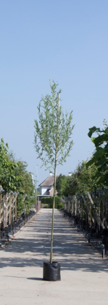 2 stuks! Witte wilg Salix alba h 250 cm st. omtrek 8 cm boom - Warentuin Natuurlijk