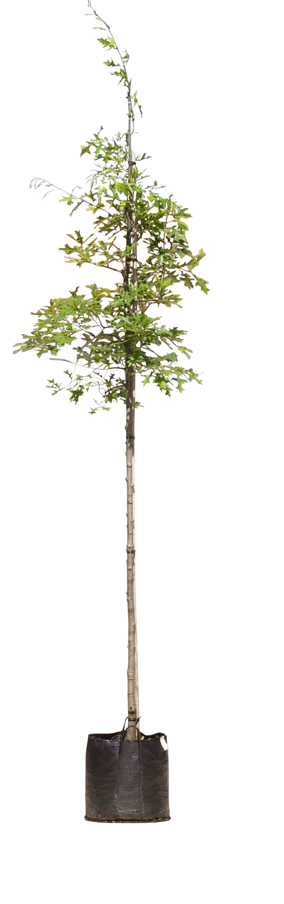 Moeraseik Quercus Palustris h 250 cm st. omtrek 8 cm - Warentuin Natuurlijk