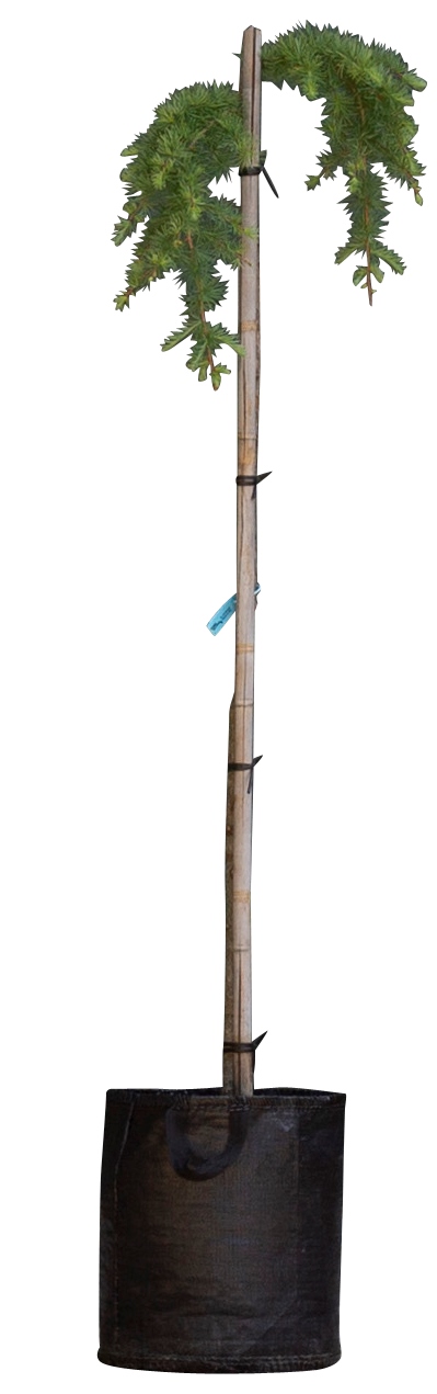 2 stuks! Japanse treurlork Larix kaempferi Stiff Weeper h 140 cm st. h 120 cm boom - Warentuin Natuu