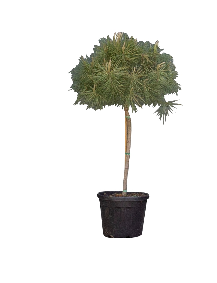 Parasolden Pinus pinea h 140cm st. omtrek 85cm st. h 100 cm - Warentuin Natuurlijk