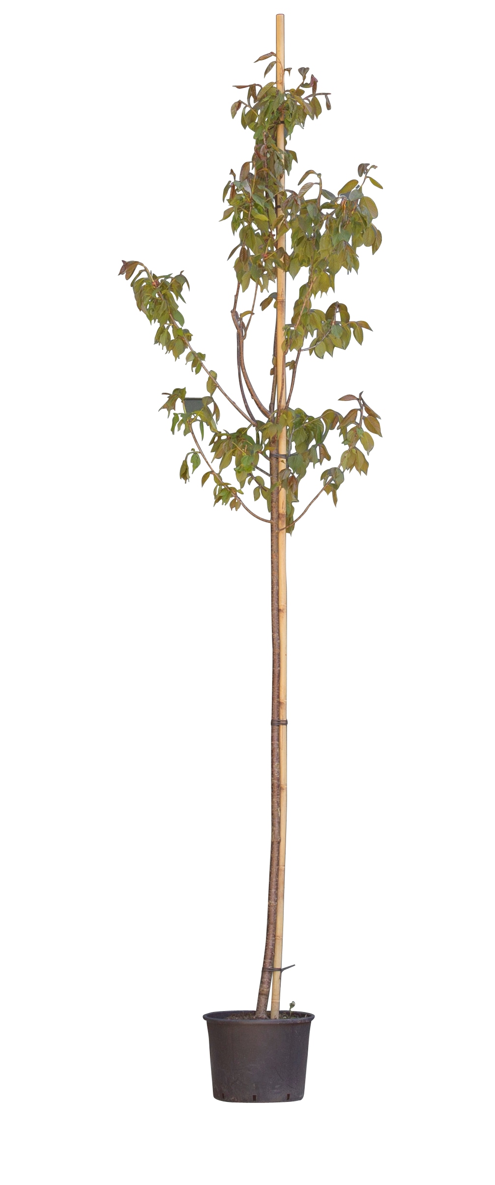 Japanse sierkers Sargentti Prunus sargentii h 250 cm st. omtrek 8 cm Warentuin Natuurlijk
