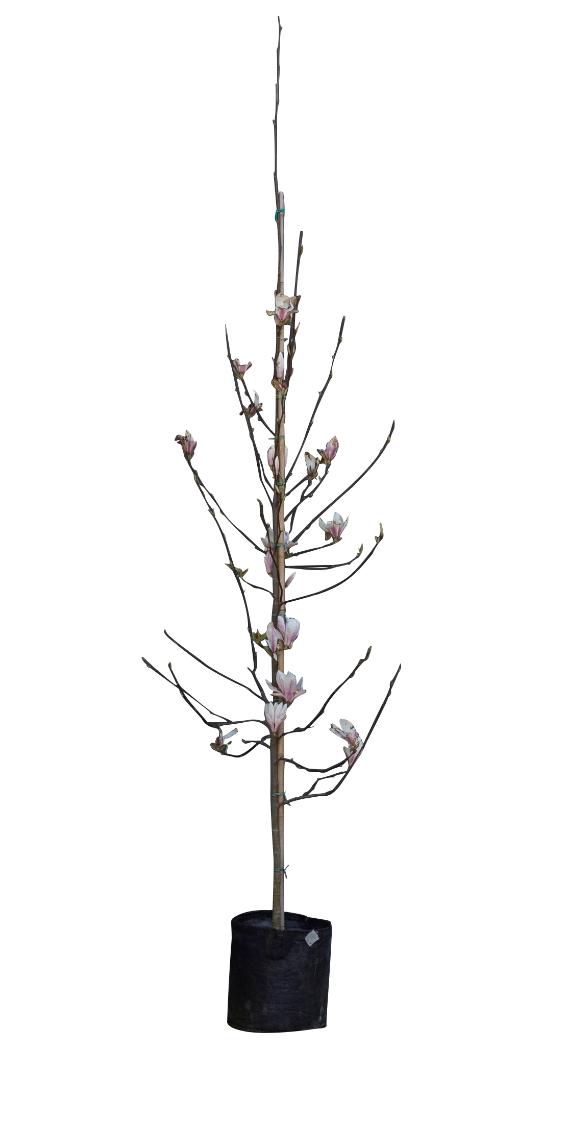 Magnolia soulangeana (laagstam) Magnolia X Soulangea h 225 cm st. omtrek 5 cm st. h 30 cm - Warentui